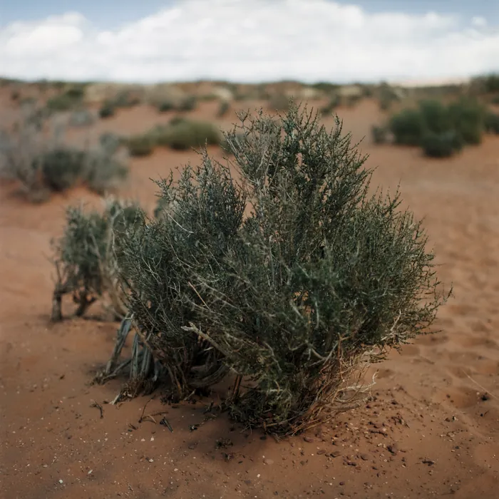 Analogfoto, aufgenommen mit Hasselblad 501cm auf Kodak Gold 200, Utah